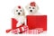 Bichon Frise puppies in a gift box