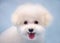 Bichon Frise puppy with a stylish haircut close up head playfully looks at the camera