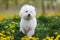 Bichon frise puppy  walks around the sunny spring lawn