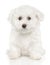 Bichon Frise puppy on white background