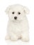 Bichon Frise puppy on white background