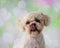 Bichon Frise Shih Tzu Mix Portrait on a Colorful Background Face