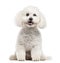 Bichon Frise sticking the tongue out, isolated on white