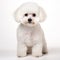 Bichon Frise: A White Dog In Symmetrical Harmony