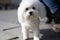 A Bichon Frisé is a small breed of dog of the bichon type