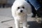 A Bichon Frisé is a small breed of dog of the bichon type