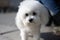 A Bichon Frisé is a small breed of dog of the bichon type