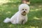 Bichon frize dog portrait 10.08.18