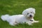 Bichon Frize lies relaxed in the field and resting