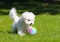 Bichon Frize plays with a ball on the green lawn.