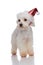 Bichon with glowing santa cap stepping and looking to side