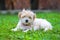 Bichon Havanais puppy resting in the grass