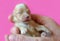 Bichon havanese new born