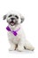 Bichon havanese puppy wearing a purple ribbon