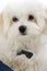 Bichon maltese puppy