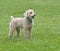 Bichon/Poodle mixed breed dog