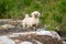 Bichon Shih Tzu Mix Dog Portrait Outdoors in Summer