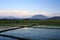 Bicol rice paddies sunset philippines