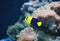 Bicolor angelfish Centropyge bicolor
