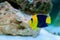 Bicolor Angelfish - (Centropyge bicolor)