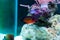 Bicolor Angelfish - (Centropyge bicolor)