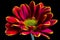 Bicolor aster flower macro