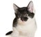 Bicolor black-white small shorthair kitten lay isolated