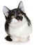 Bicolor black-white small shorthair kitten lay isolated