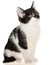 Bicolor black-white small shorthair kitten sitting isolated