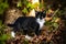 bicolor cats, the black and white cat is certainly one of the most famous specimens.