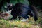 bicolor cats, the black and white cat is certainly one of the most famous specimens.