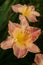 Bicolor Daylily blooms with piecrust edges