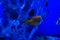 Bicolor Foxface rabbitfish, Siganus uspi, is a black fish with a yellow tail. Marine bacground
