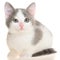 Bicolor gray-white small shorthair kitten lie isolated