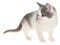 Bicolor gray-white small shorthair kitten standing isolated