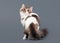 Bicolor harlequin scottish highland kitten with white on gray ba