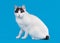 Bicolor japanese bobtail on sky blue