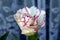 Bicolor large tulip flower head with white petals and purple edges planted in flower pot on windowsill