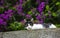 Bicolor little cat, black white, in a flowering garden