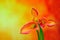 Bicolor mini calla lilies on abstract gradient background