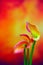 Bicolor mini calla lilies on abstract gradient blurry background