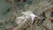 Bicolor nudibranch crawling. Front view