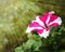 Bicolor petunia flower