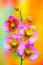 Bicolor phalaenopsis orchids on abstract background
