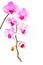 Bicolor phalaenopsis orchids on white background