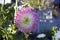 Bicolor pink and white Aster flower grow in garden