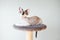 Bicolor point purebred Devon Rex feline is sitting on the cats plush house scratching post.