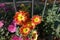 Bicolor red and yellow flowers of semidouble Chrysanthemums in November