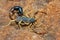 Bicolor Scorpion, Orthochirus bicolor, Saswad, Pune District, Maharashtra