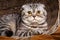 Bicolor stripes cat with yellow eyes Scottish Fold Sits in a wooden basket